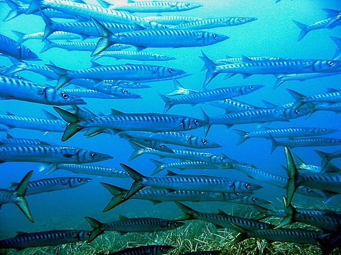Barracuda al Circeo Sphyraena viridensis